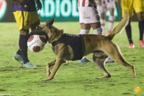 سگ پلیس مسابقه فوتبال را به هم ریخت