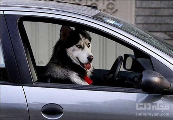 حمل سگ در خودرو چقدر جریمه دارد؟