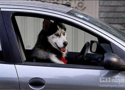 حمل سگ در خودرو چقدر جریمه دارد؟